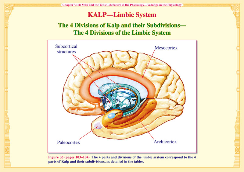 Kalp